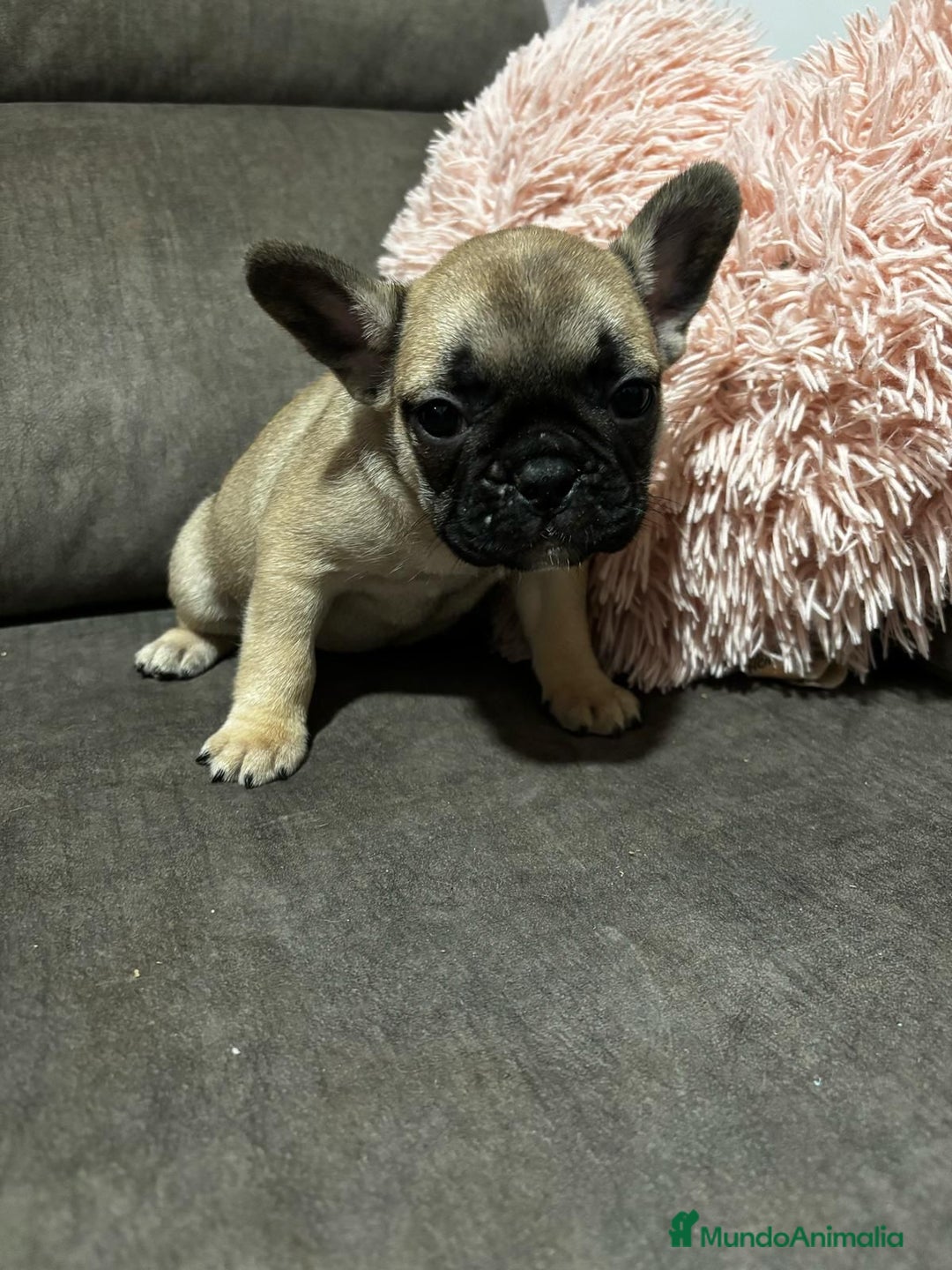 Bulldog Francés perros en venta: Bulldog Francés macho Fawn - Imagen 3