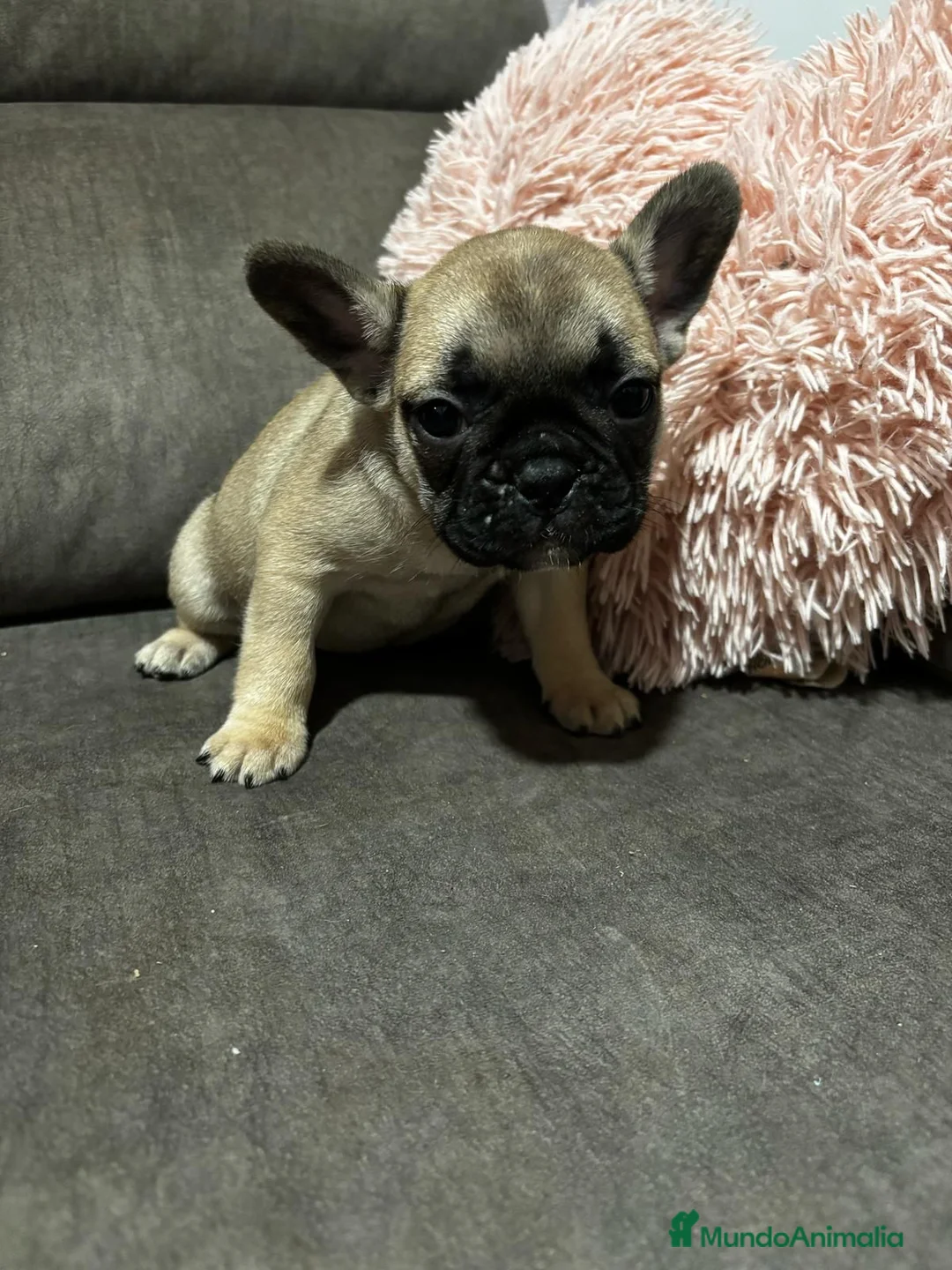 Bulldog Francés perros en venta: Bulldog Francés macho Fawn - Anuncio 3