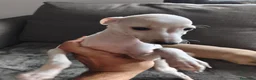 Pequeño Lebrel Italiano perros en venta: Galgo italiano. Crema e Isabela - Anuncio 3