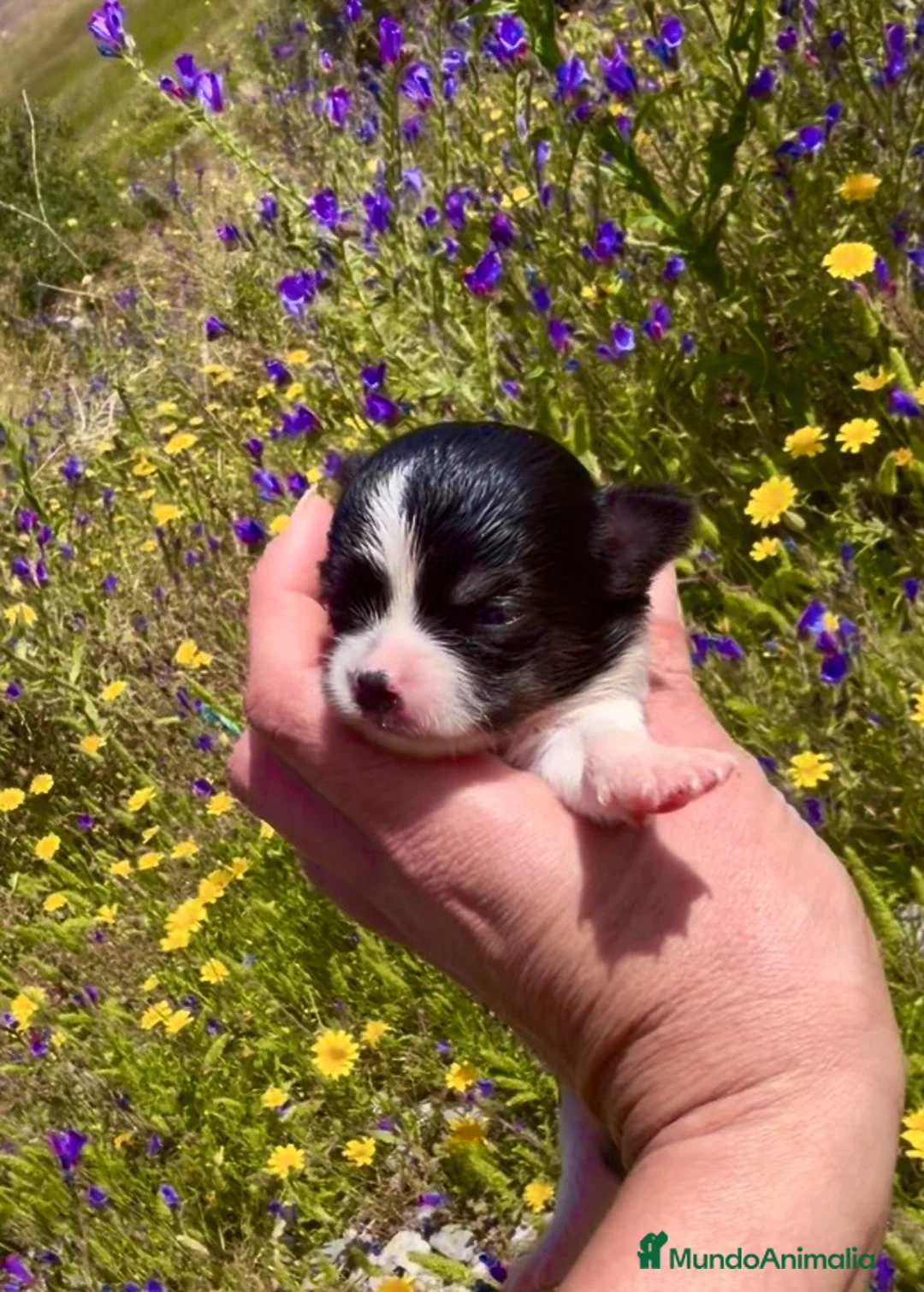 Chihuahua perros en venta: Chihuahua - Anuncio 3