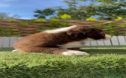 Border Collie perros en venta: BORDER COLLIE HEMBRA CHOCOLATE - Imagen 12