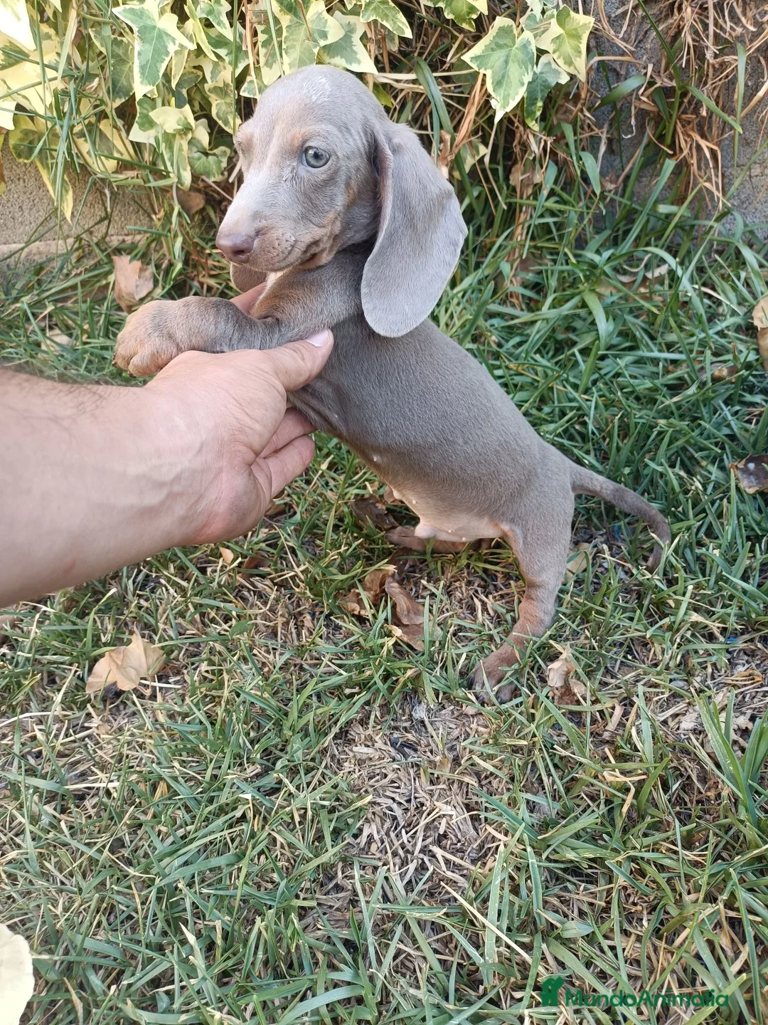 Teckel Miniatura perros en venta: Exclusivo Machito Isabela - Anuncio 3