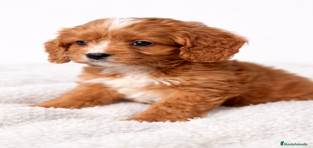 Imagen de galería {{count}}