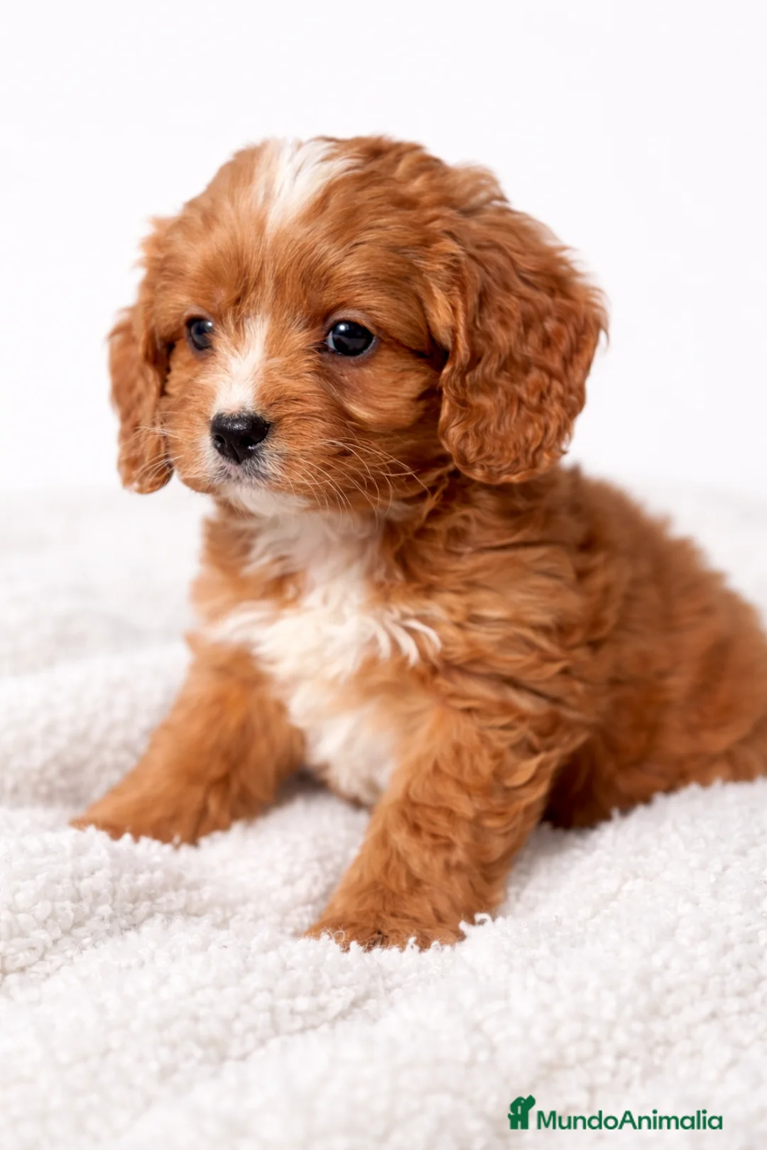 Imagen de galería {{count}}