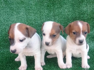 Jack Russell Terrier perros - Anuncio 7