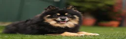 Pomerania perros en venta: Hembra Pomerania cubierta  - Anuncio 7