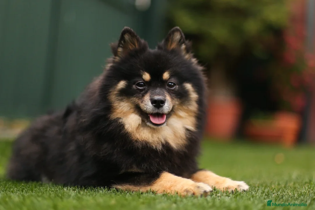 Pomerania perros en venta: Hembra Pomerania cubierta  - Anuncio 7