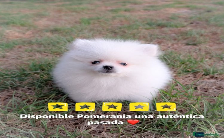 Pomerania perros - Propaganda 1