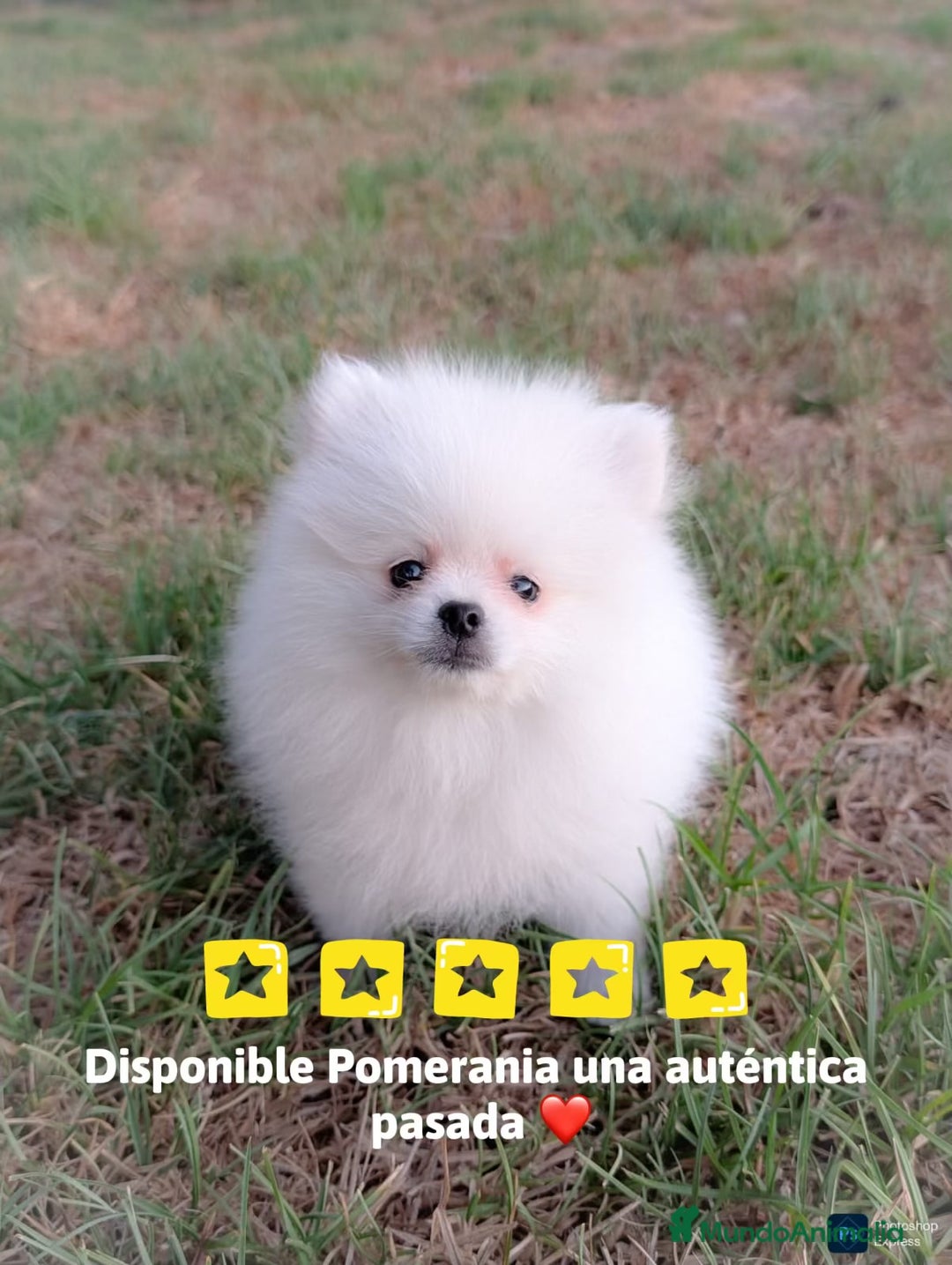 Pomerania perros en venta: Pomerania blanco  - Imagen 1