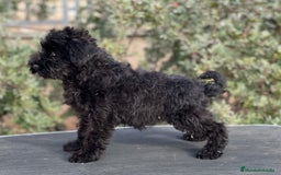 Schnauzer Miniatura perros en venta: SCHNAUZER MINIATURA NEGRO DISPONIBLE en Barcelona - Imagen 3