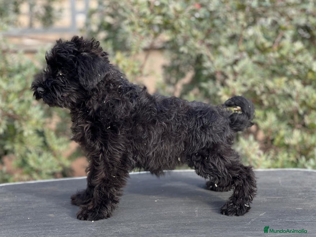 Schnauzer Miniatura perros en venta: SCHNAUZER MINIATURA NEGRO DISPONIBLE en Barcelona - Imagen 3