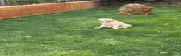 Golden Retriever perros en venta: Golden - Anuncio 3