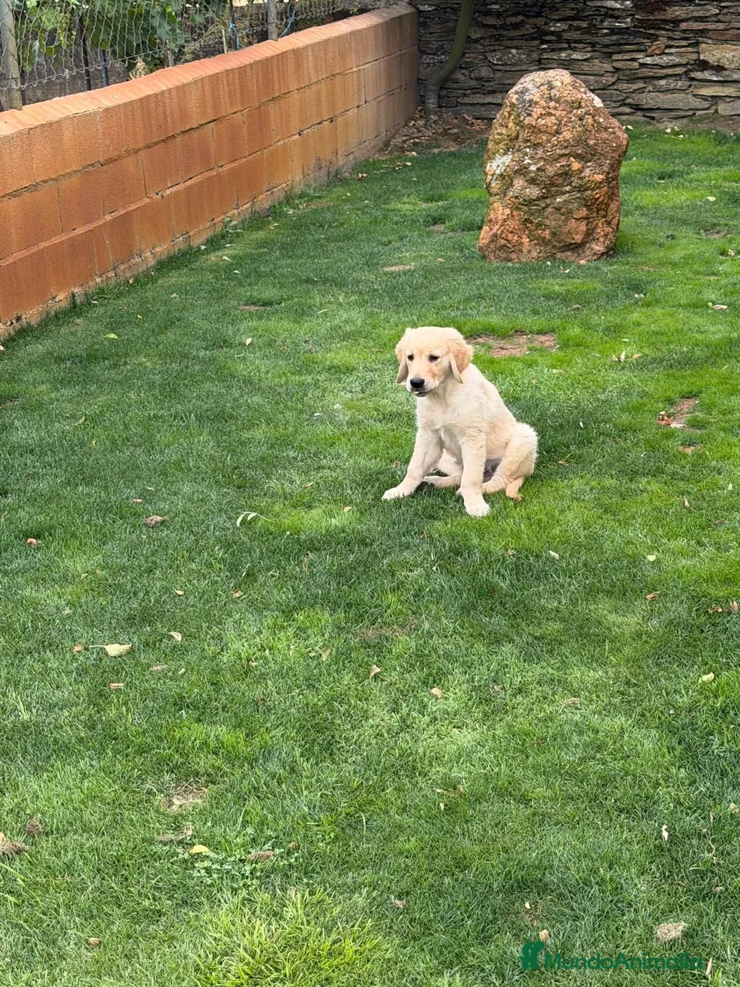 Golden Retriever perros en venta: Golden - Anuncio 3