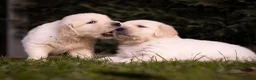 Golden Retriever perros en venta: Camada Golden Retriever  - Anuncio 3