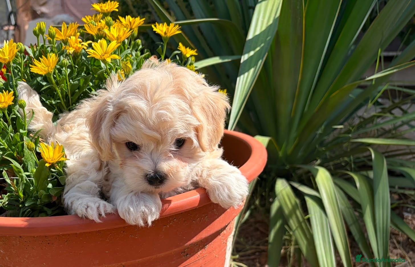 Maltipoo perros Maltipoo toy !!! Fotos actuales  - Anuncio 2