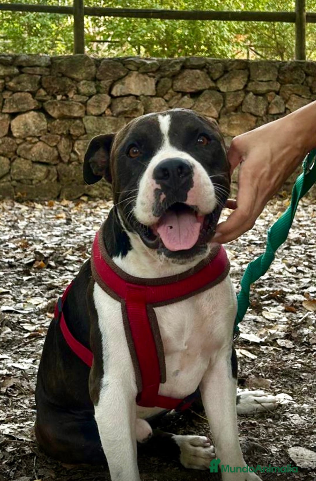 American Bully perros en adopcion: JORDI ❤️ en adopción  - Anuncio 5