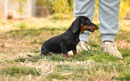 Teckel perros en venta: NO SON “PERROS SALCHICHA”. SON GUERREROS - Imagen 5