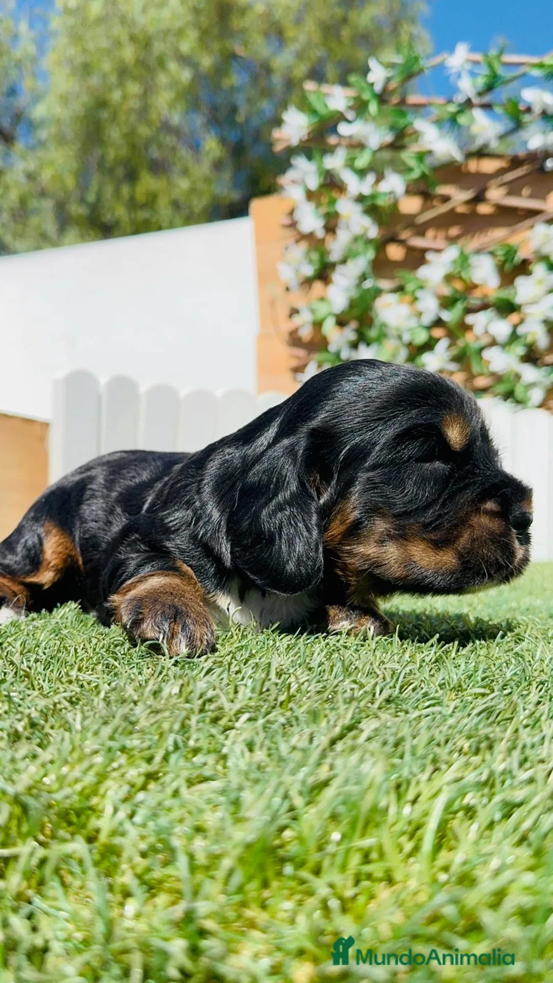 Cocker Spaniel Inglés perros en venta: CAMADA COCKER SPANIEL INGLES  - Anuncio 2