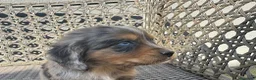 Cocker Spaniel Inglés perros en venta: Camada de cocker - Anuncio 2