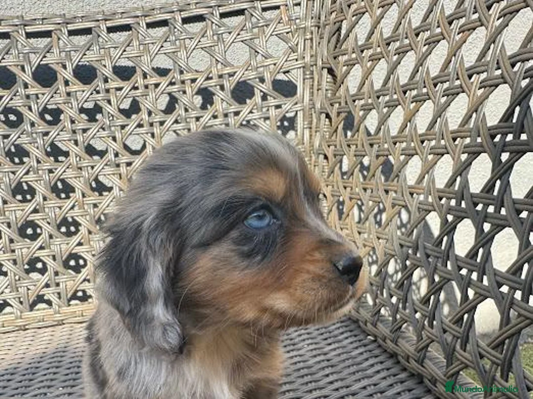 Cocker Spaniel Inglés perros en venta: Camada de cocker - Anuncio 2