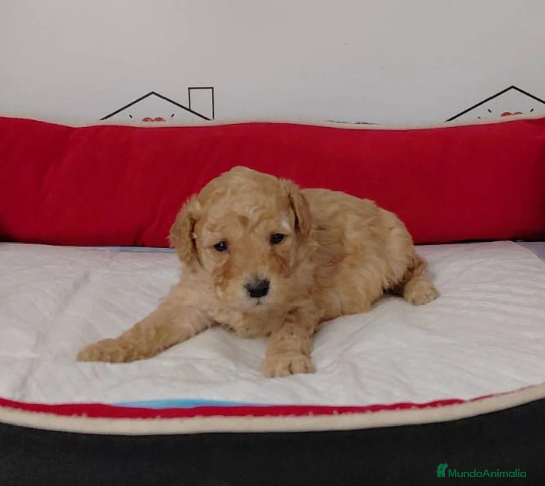 Caniche Enano perros en venta: caniches - Anuncio 2