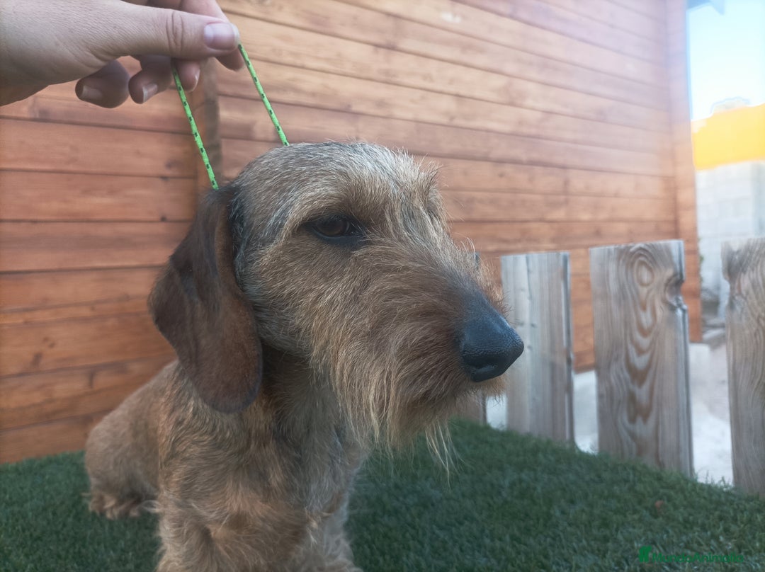 Teckel Miniatura perros en venta: CAMADA MINIATURA PELO DURO - Imagen 2