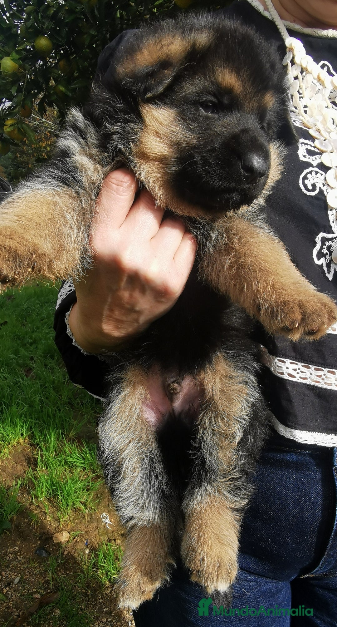 Pastor Alemán perros en venta: CACHORROS PASTOR ALEMÁN  - Anuncio 2