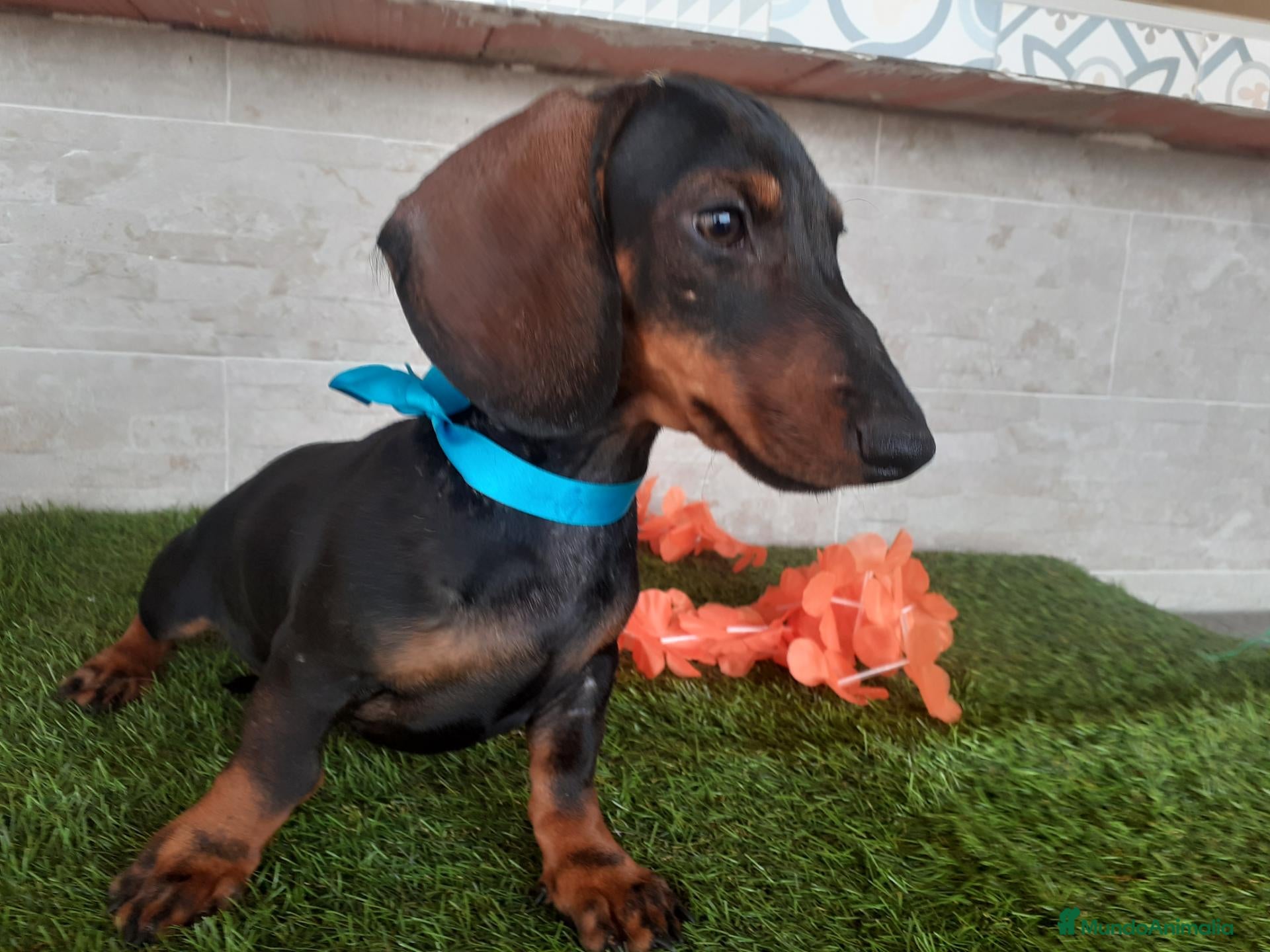 Teckel perros Preciosos TECKEL  - Anuncio 1