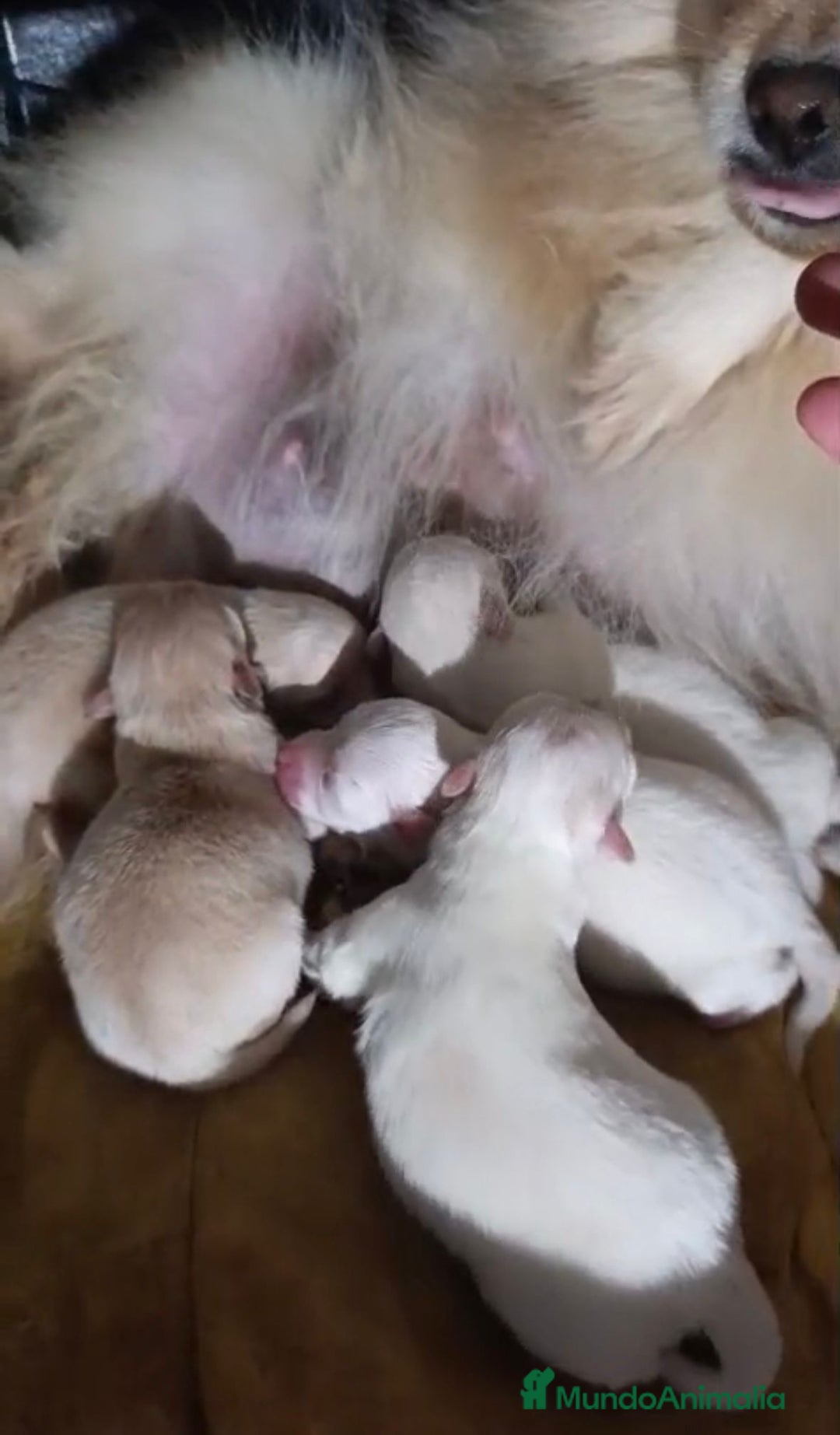 Pomerania perros en venta: NUEVA CAMADA Lulu pomerania toy - Anuncio 7