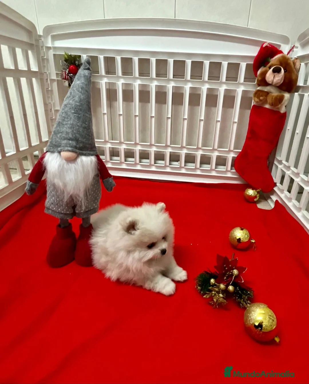 Pomerania perros en venta: Lulú de pomerania  en Barcelona - Anuncio 2