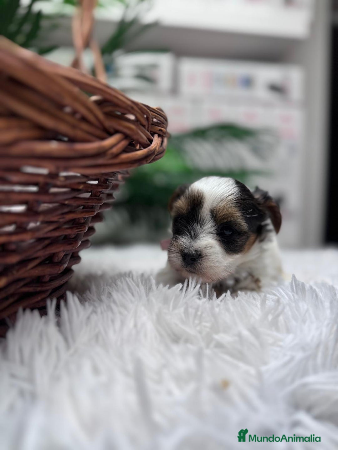 Yorkshire Terrier perros en venta: YORKSHIRE BIEWER HEMBRA - Anuncio 11