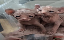 Sphynx gatos en venta: Cachorro Sphynx - Imagen 7