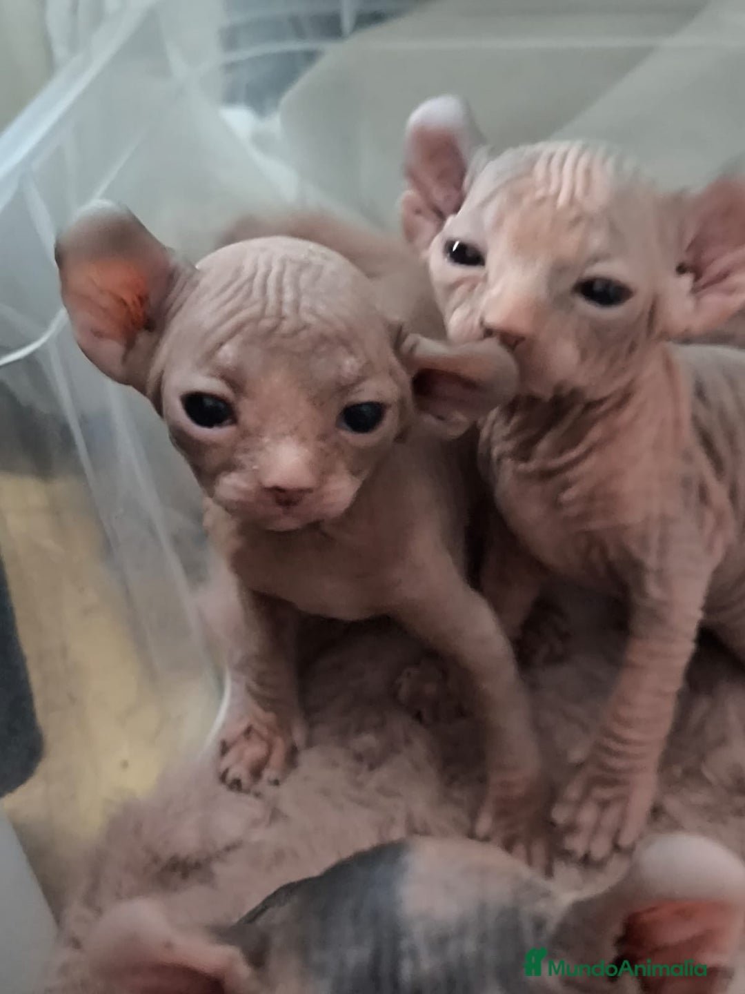 Sphynx gatos en venta: Cachorro Sphynx - Imagen 7