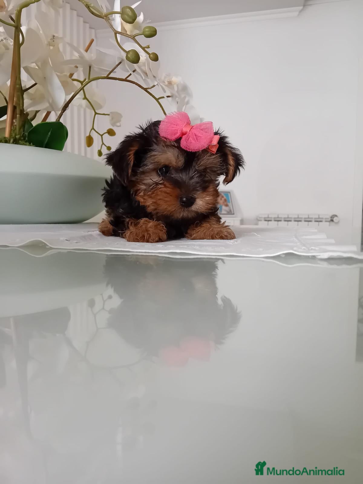 Yorkshire Terrier perros YORKSHIRE  - Anuncio 4