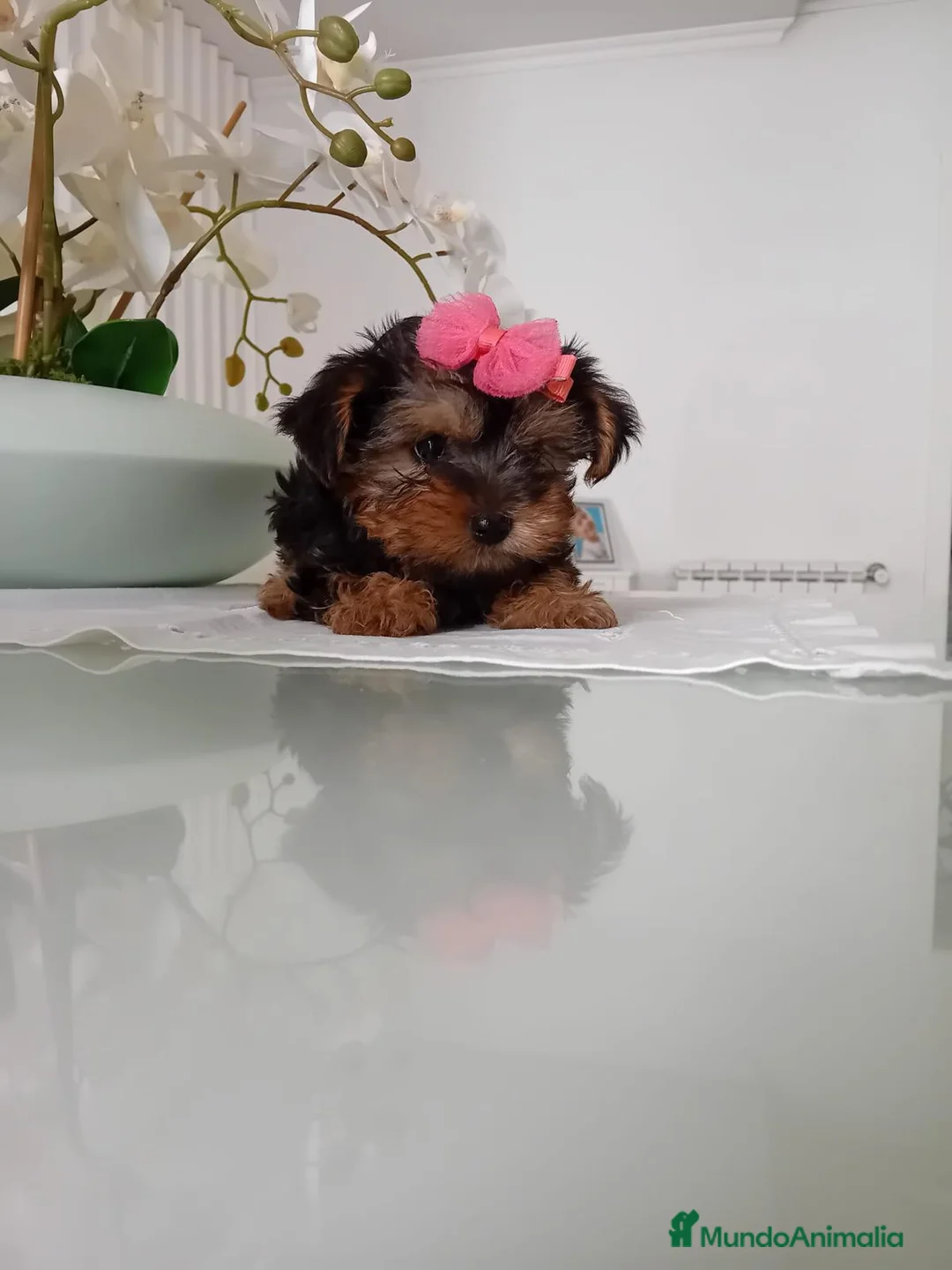 Yorkshire Terrier perros en venta: YORKSHIRE  - Anuncio 1