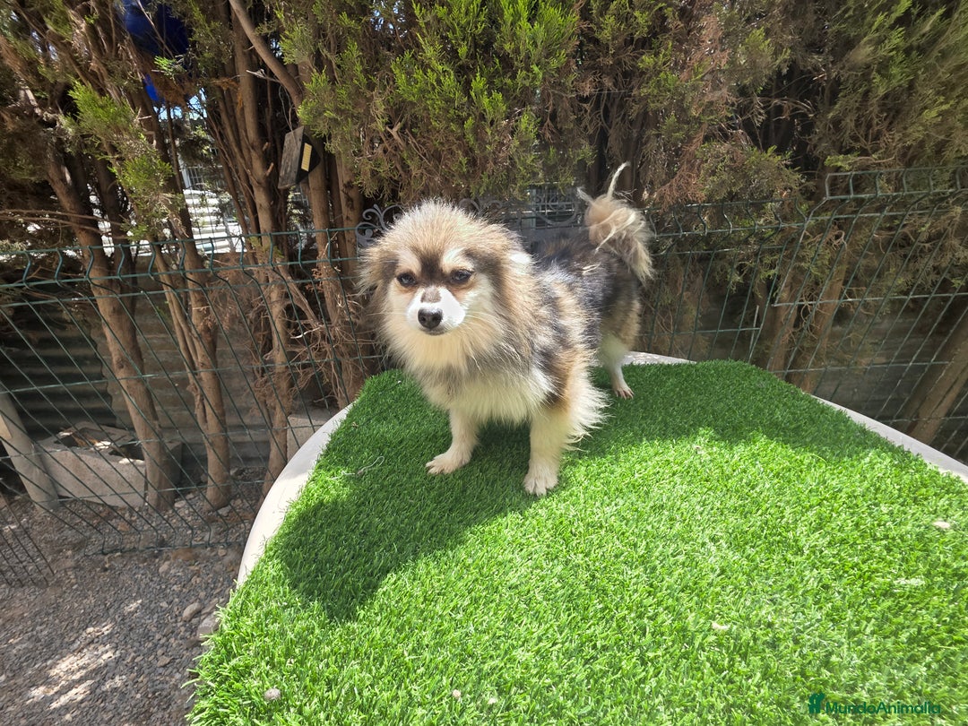 Pomsky perros en venta: Pomsky mini blue 💙 hembra  - Imagen 5