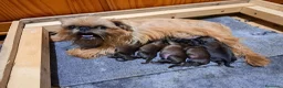 Grifón de Bruselas perros en venta: Griffon de bruselas - Anuncio 1