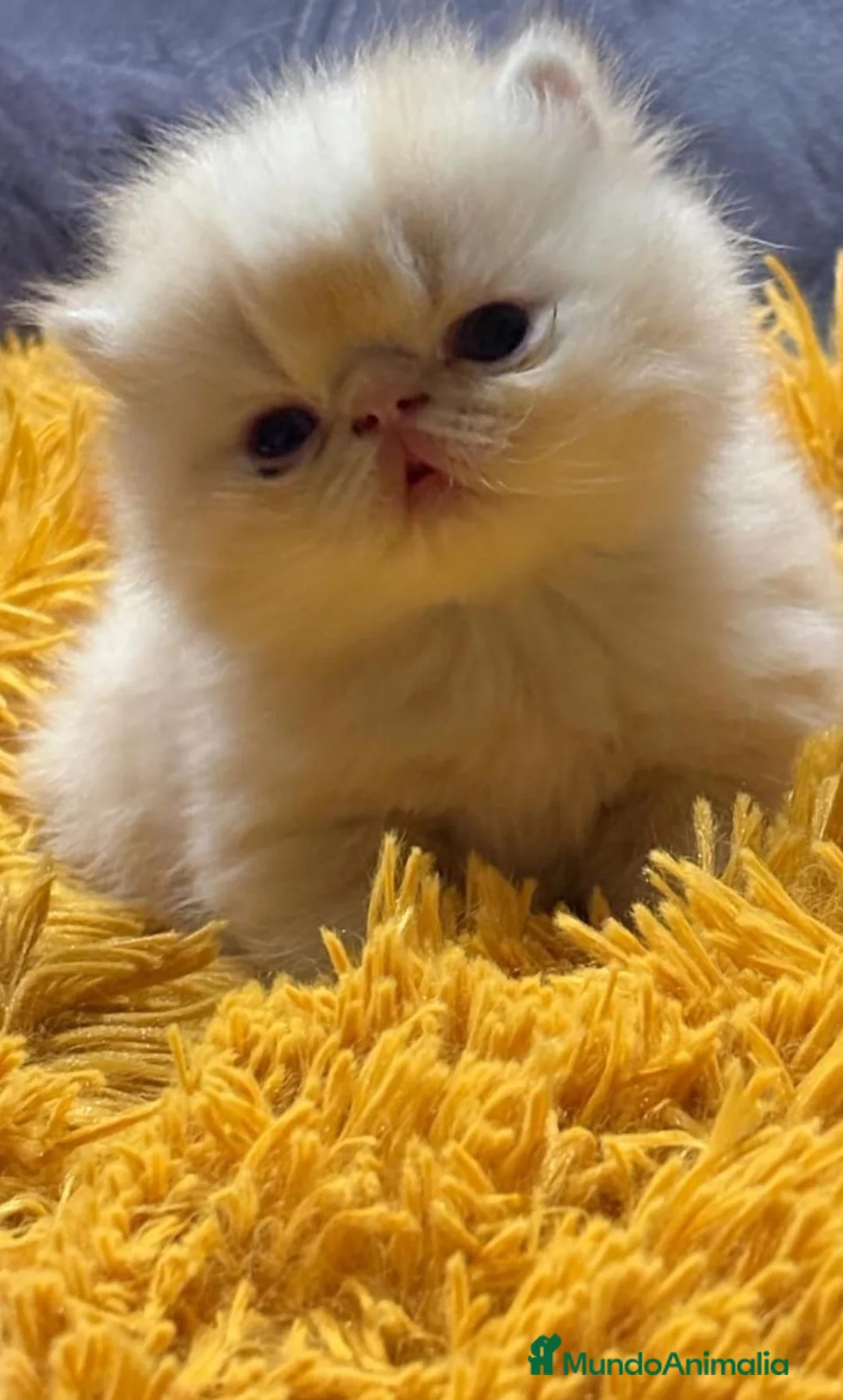 Persa gatos en venta: GATOS PERSAS/HIMALAYOS - Anuncio 7