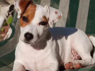 Jack Russell Terrier perros Jack Russell bebes espectaculares patitas cortas - Anuncio 3