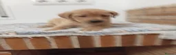 Labrador Retriever perros en venta: Labrador - Anuncio 3