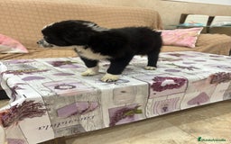 Border Collie perros en venta: Oportunidad border collie  - Imagen 4