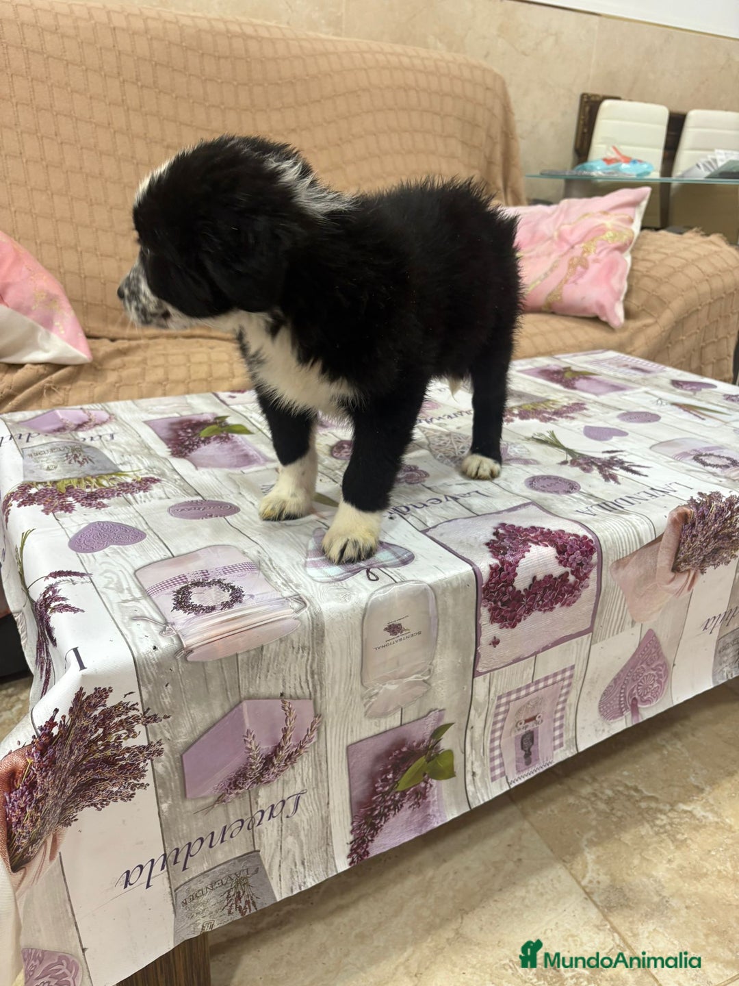 Border Collie perros en venta: Oportunidad border collie  - Imagen 4