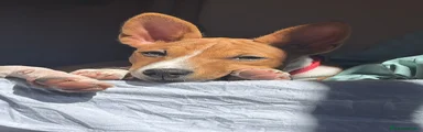 Basenji Cachorro 1