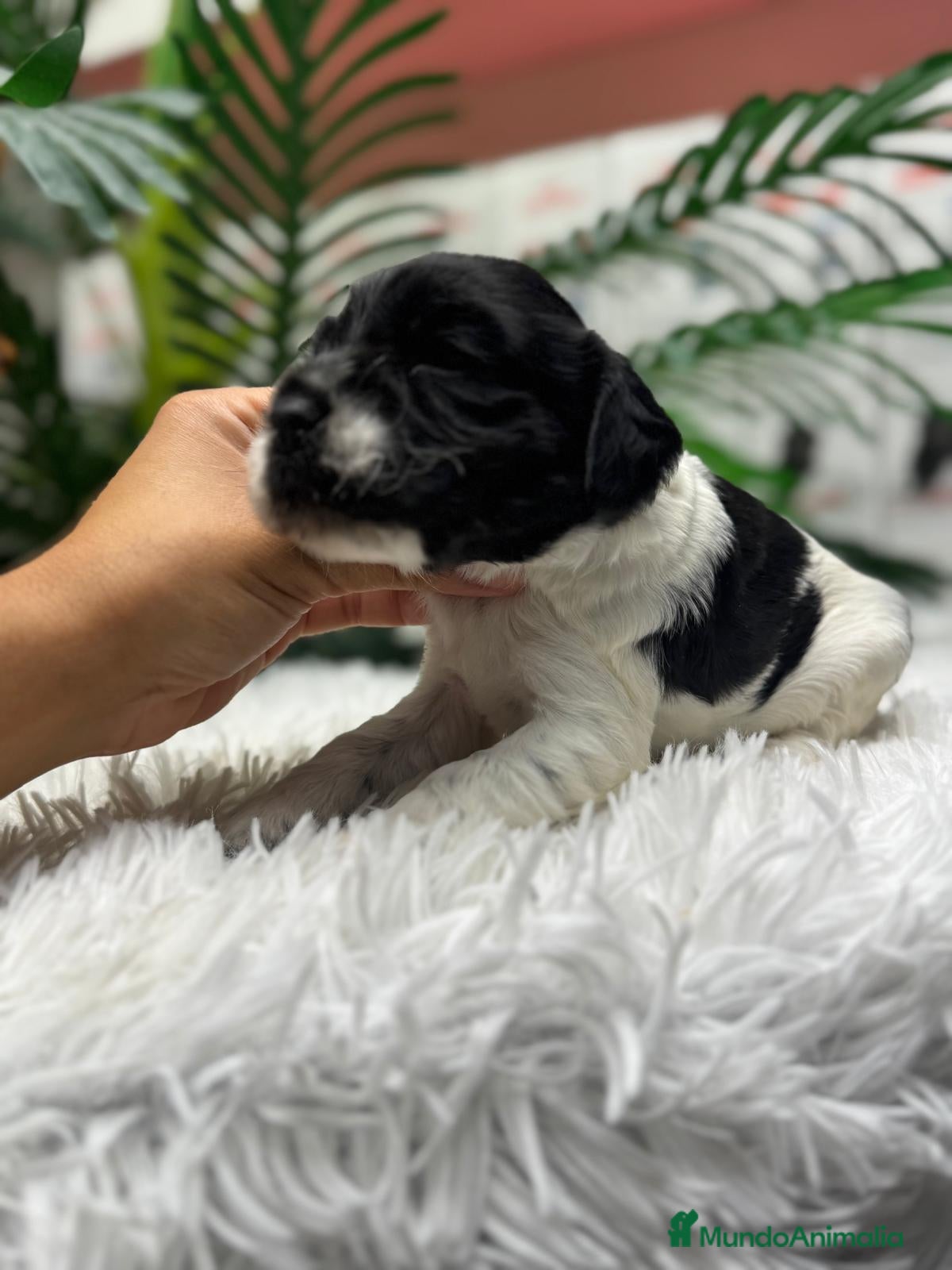 Cocker Spaniel Inglés perros COCKER SPANIEL INGLES - Anuncio 2