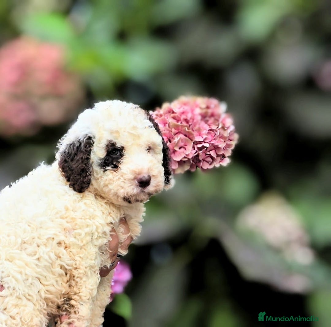 Perro de Agua Español perros en venta: Preciosa camada de perro de agua español - Imagen 6