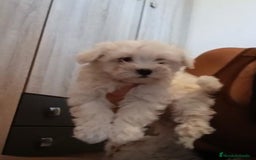 Bichón Maltés perros en venta: Bichon maltés toy  - Imagen 9