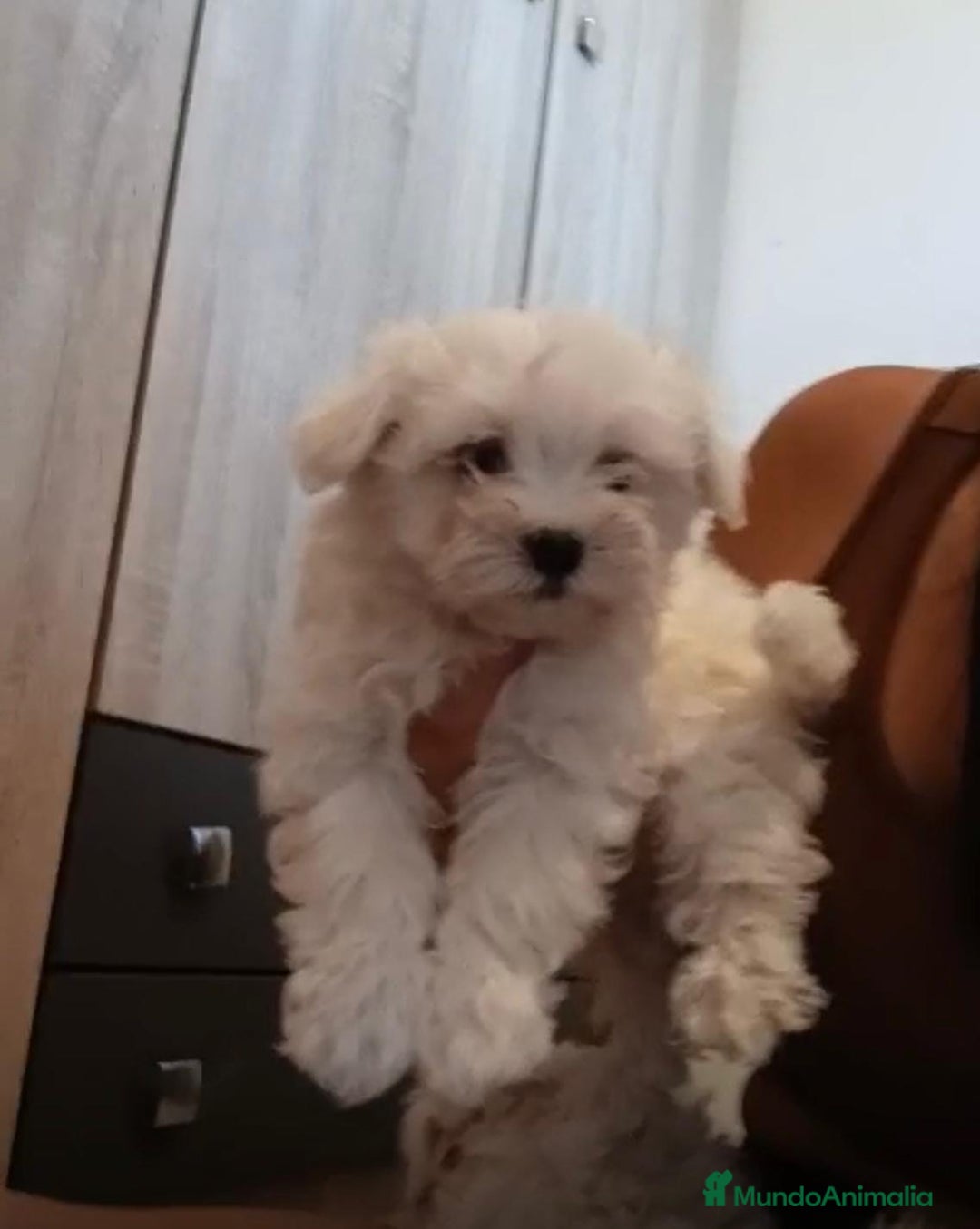 Bichón Maltés perros en venta: Bichon maltés toy  - Imagen 9