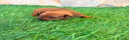 Pinscher Miniatura perros en venta: Pinscher Miniatura roja - Anuncio 1