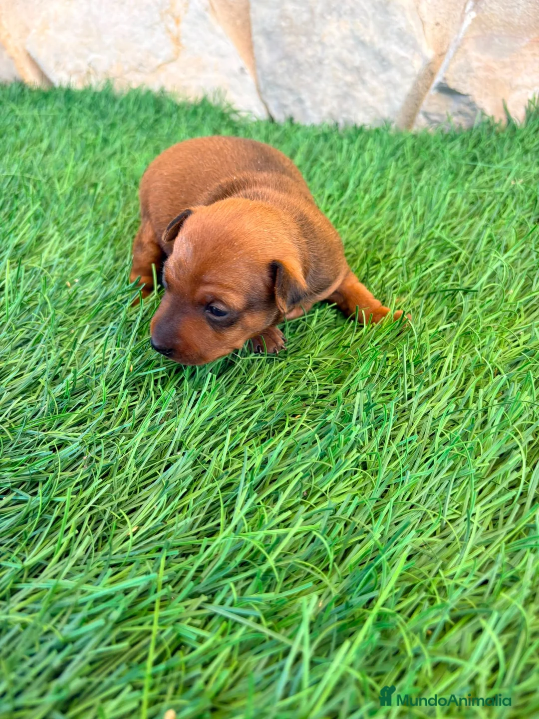 Pinscher Miniatura perros en venta: Pinscher Miniatura roja - Anuncio 1