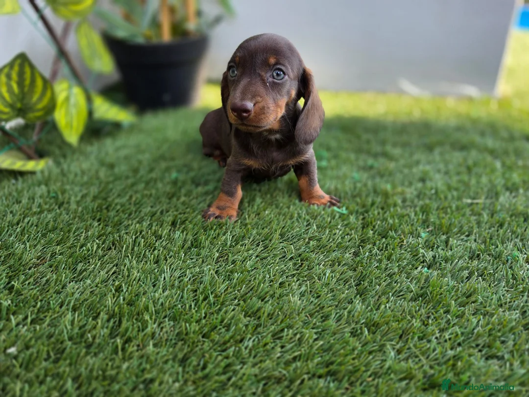 Teckel Miniatura perros en venta: TECKEL MINIATURA CHOCOLATE - Anuncio 1